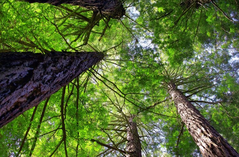 Seeing The Forests And The Trees: Winifred Helton-Harmon