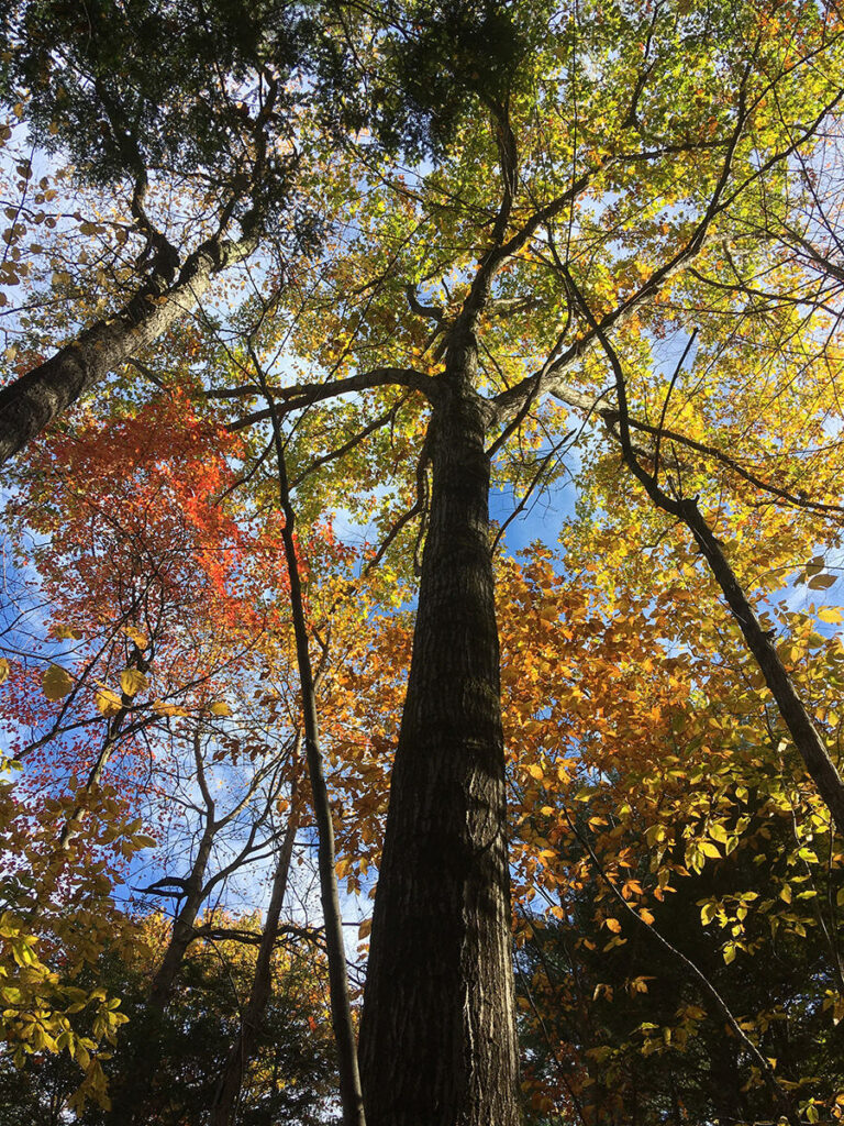 Gina Siepel: To Understand a Tree